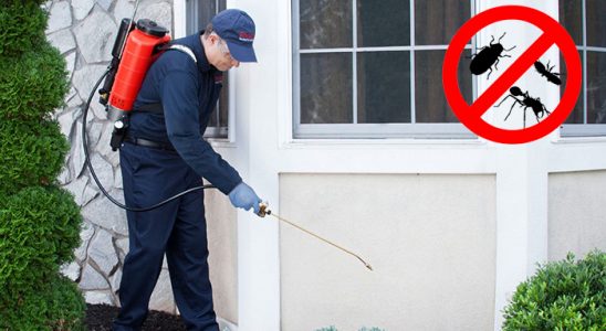 Kaynaşlı Fare İlaçlama böcek ilaçlama ve haşere kontrolü — ilaclama-tr.com